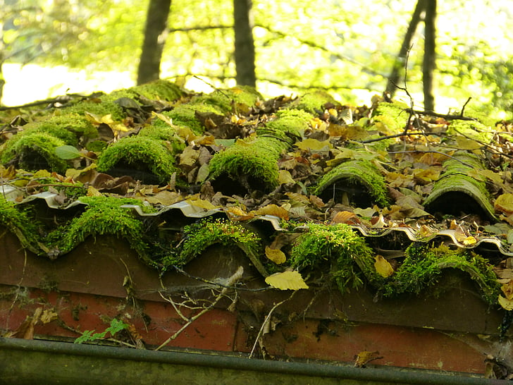 The roof tiles are covered with moss due to moisture, which not only affects their appearance but also makes them slippery, increasing the risk of slipping.